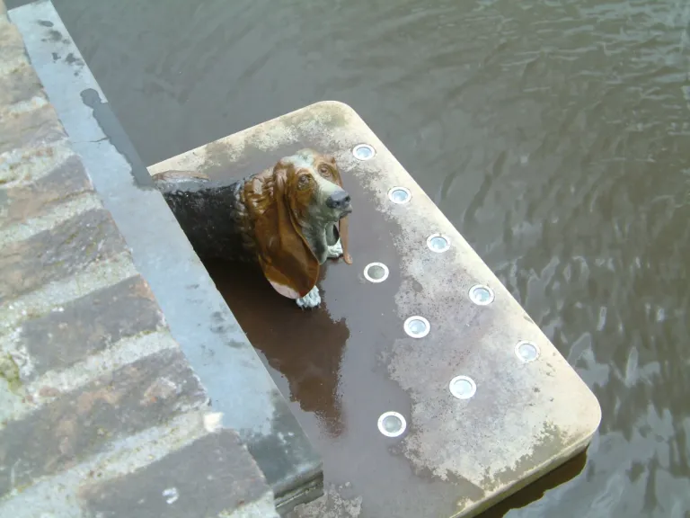 Zielige achtergelaten hond onder waterspuwer