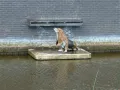 Bronzen Basset Hound onder water spuwer (vanaf de overkant)